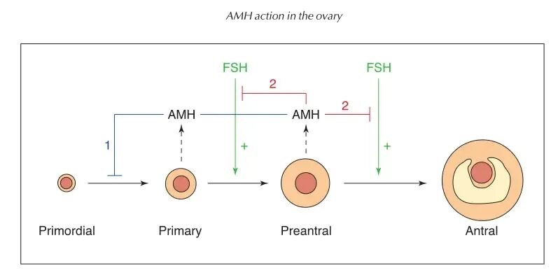 AMH数值低怎么办？试试这4个办法