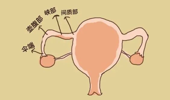 久备不孕？也许是输卵管在“悄悄”堵塞