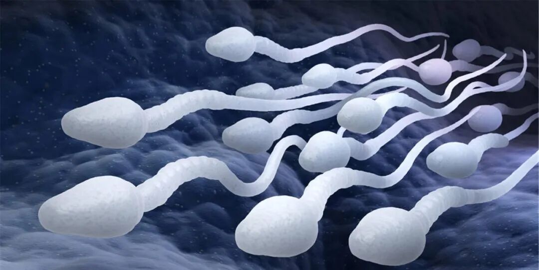 小心！父亲的压力也会影响后代大脑发育