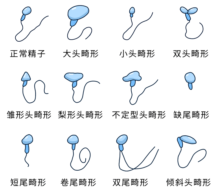 “卵多胚少”之谜：为什么获卵数与胚胎数不一致？