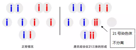 真相解读：你的胚胎为何止步于囊胚前？