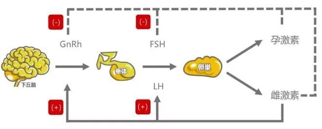 卵泡早发，无卵可用？教你3招自救法！