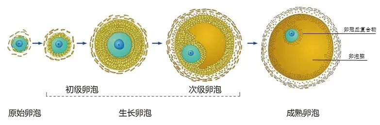 AMH数值低怎么办？试试这4个办法