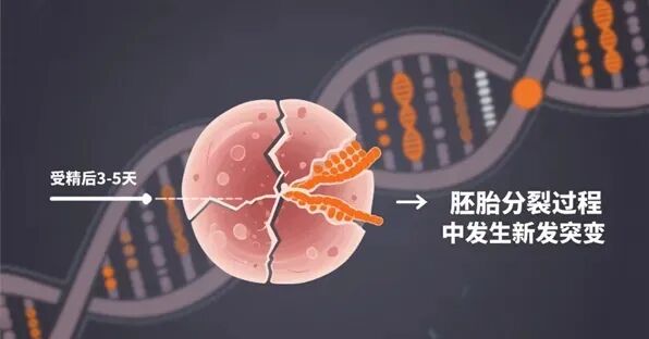 夫妻染色体正常，为何胚胎染色体异常？