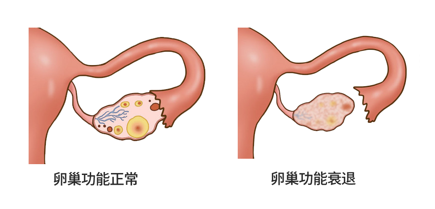 这五类营养齐上阵，卵巢年轻又健康！