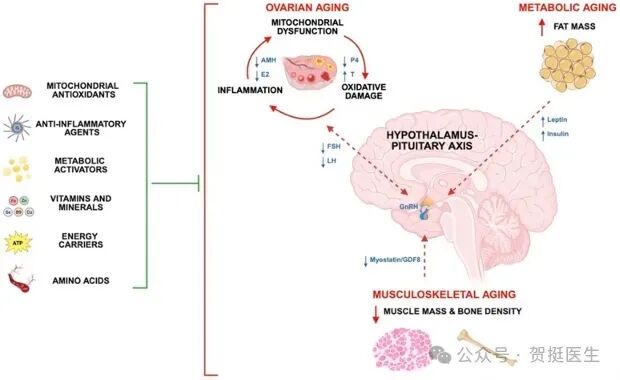 这五类营养齐上阵，卵巢年轻又健康！
