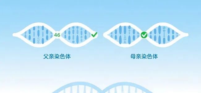 夫妻染色体正常，为何胚胎染色体异常？