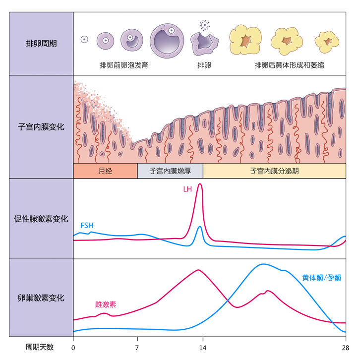 查性激素六项不知道这几个关键点，小心白跑一趟！