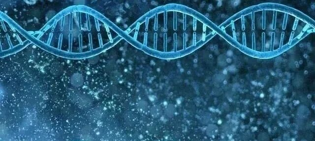 小心！父亲的压力也会影响后代大脑发育