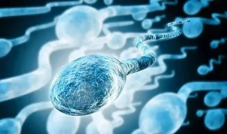 小心！父亲的压力也会影响后代大脑发育