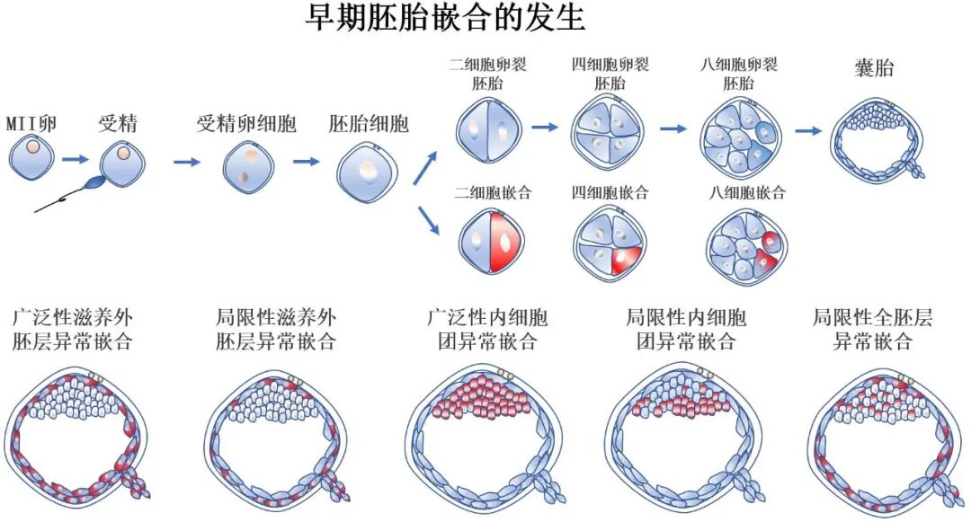 夫妻染色体正常，为何胚胎染色体异常？