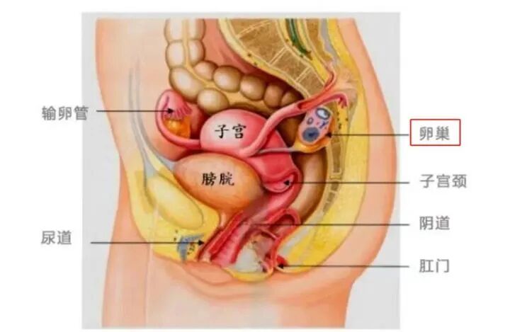 “卵多胚少”之谜：为什么获卵数与胚胎数不一致？