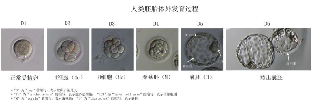 AA≠终极王者？是时候重新认识胚胎评分了…​"