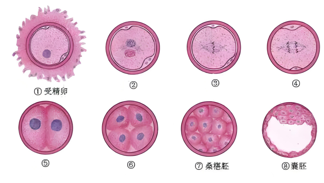 真相解读：你的胚胎为何止步于囊胚前？