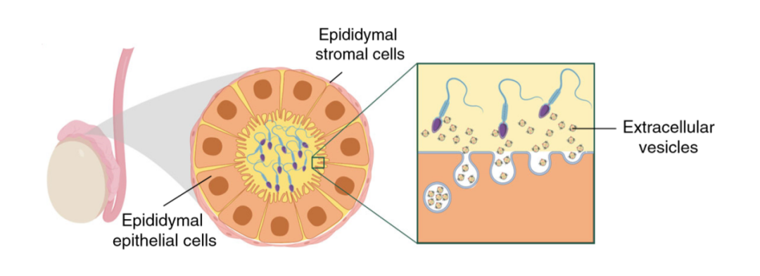小心！父亲的压力也会影响后代大脑发育