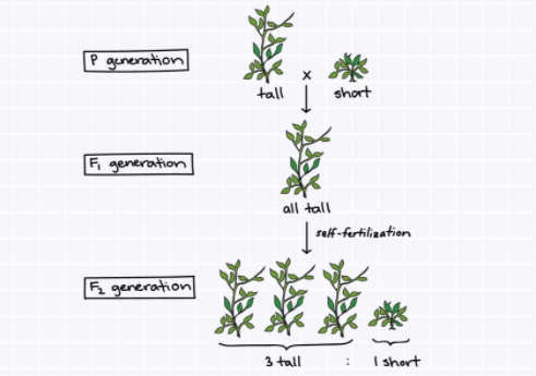一文读懂AD、AR、XLR、XLD、Y染色体遗传分别是什么！