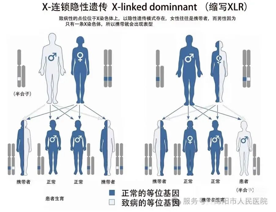 一文读懂AD、AR、XLR、XLD、Y染色体遗传分别是什么！