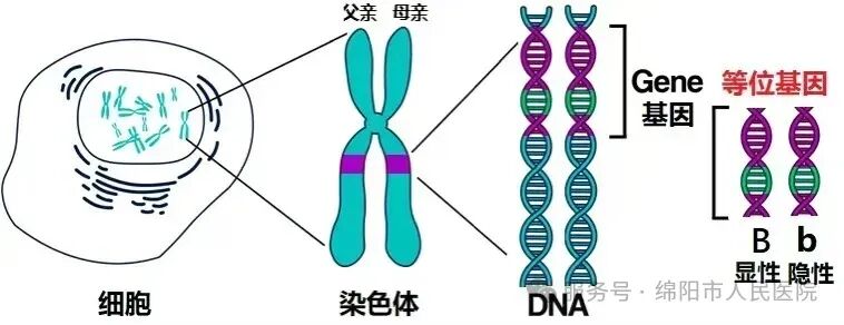 一文读懂AD、AR、XLR、XLD、Y染色体遗传分别是什么！