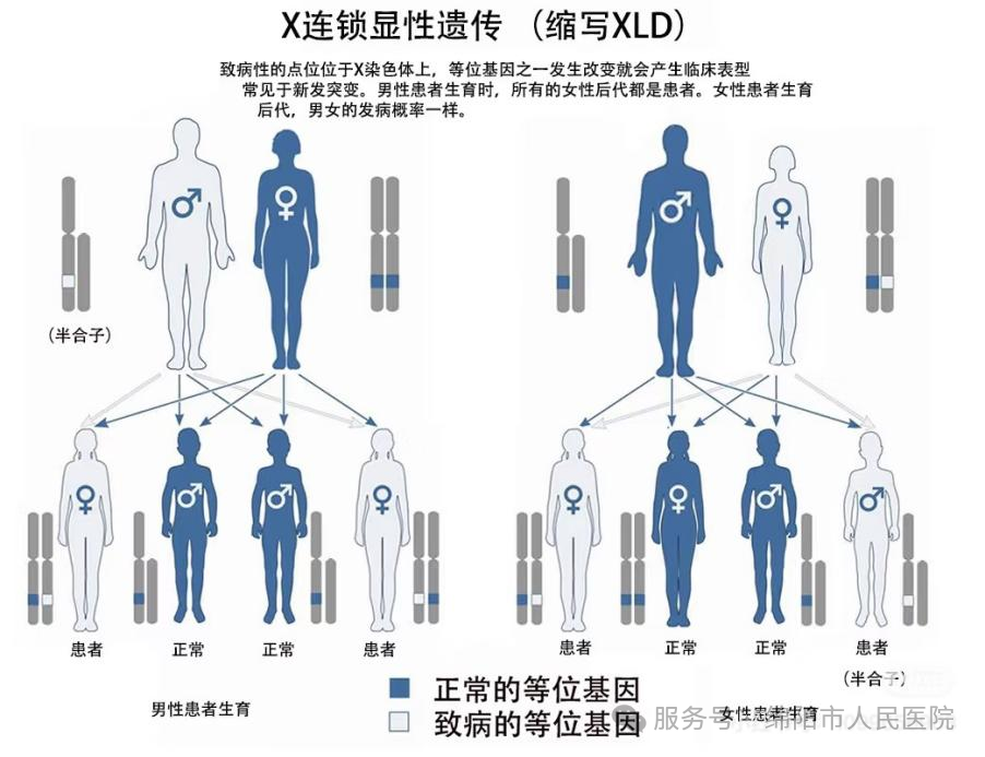 一文读懂AD、AR、XLR、XLD、Y染色体遗传分别是什么！