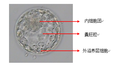 胚胎师眼中的囊胚培养原来是这样的!