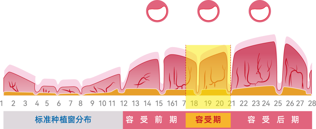 胚胎师眼中的囊胚培养原来是这样的!