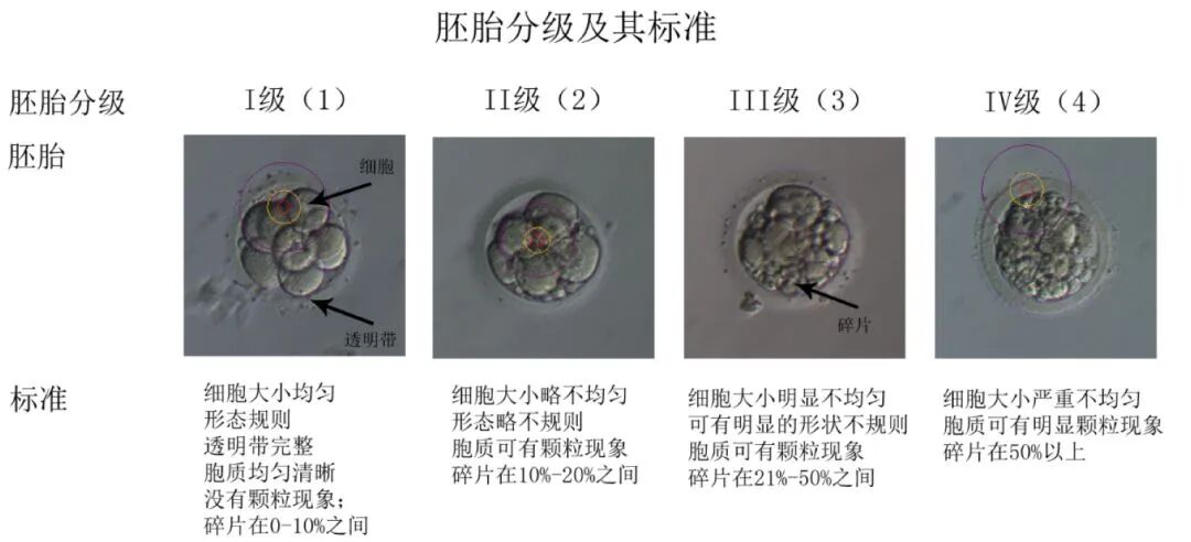 胚胎评分高≠移植成功,这些真相一定了解!