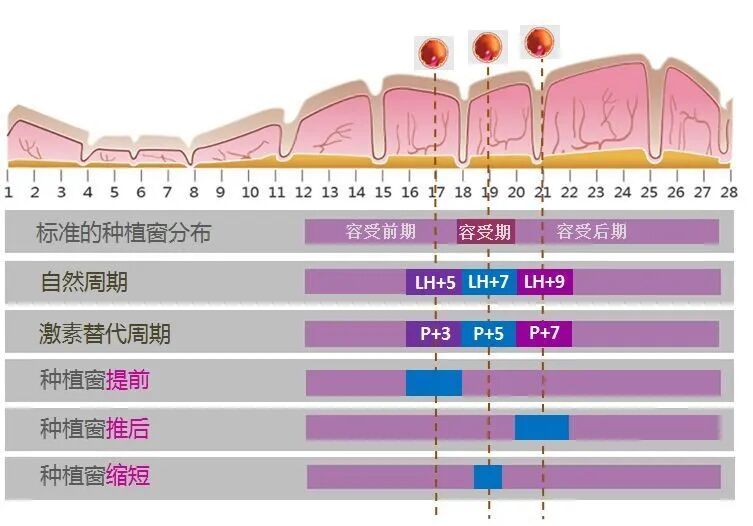 胚胎评分高≠移植成功,这些真相一定了解!