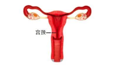 胚胎移植后,静养还是适度活动?这项研究给出参考答案
