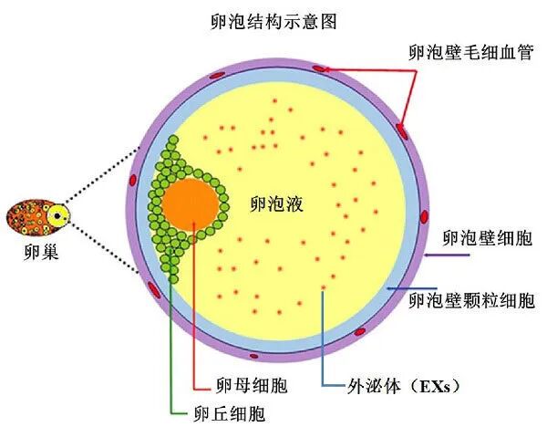 想知道胚胎发育潜能?答案藏在孕前这 90 天里