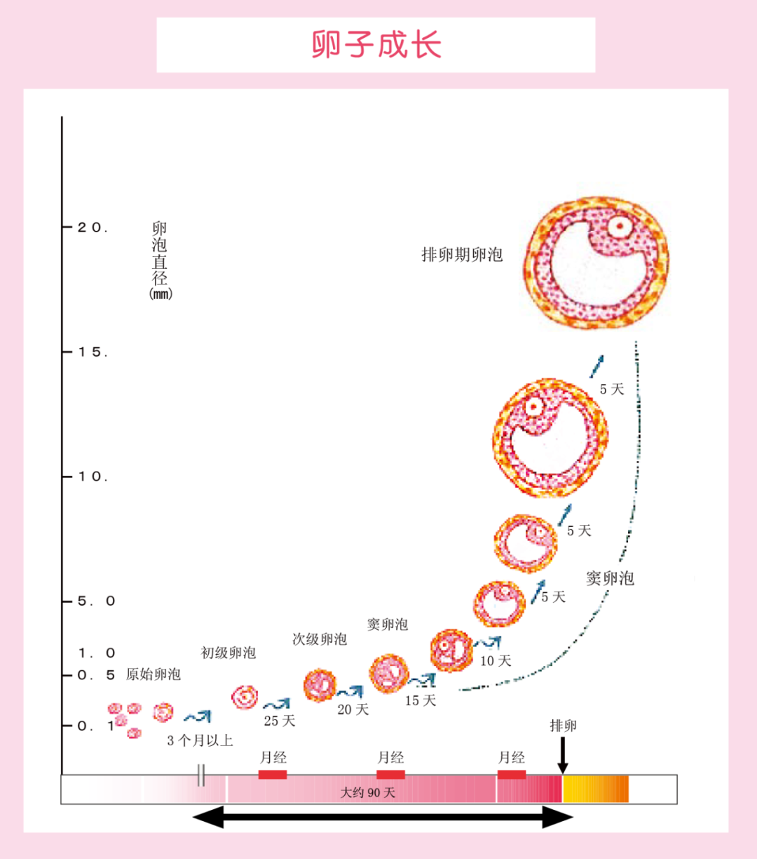 想知道胚胎发育潜能?答案藏在孕前这 90 天里