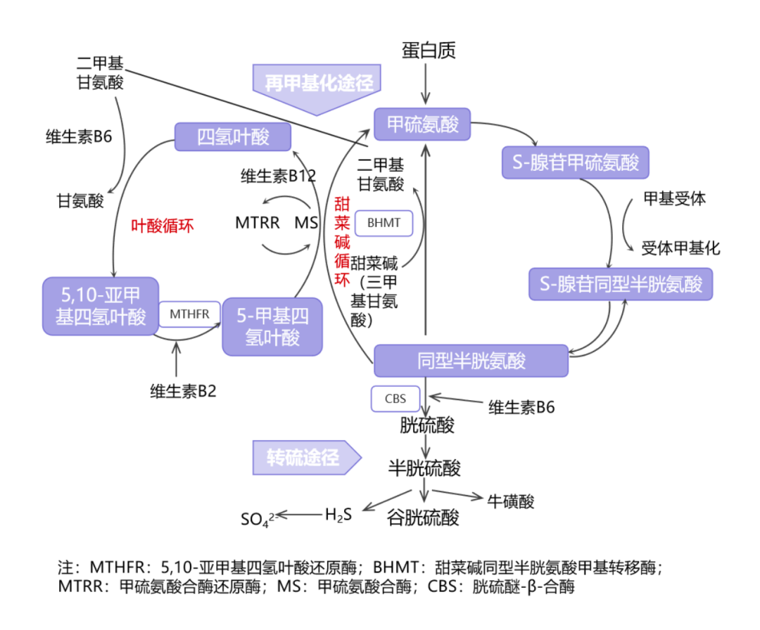 同型半胱氨酸,藏着甲状腺健康信号!