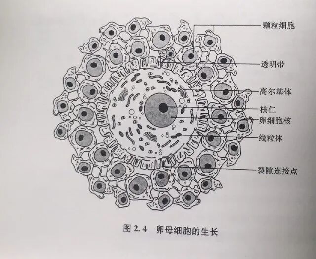 想知道胚胎发育潜能?答案藏在孕前这 90 天里