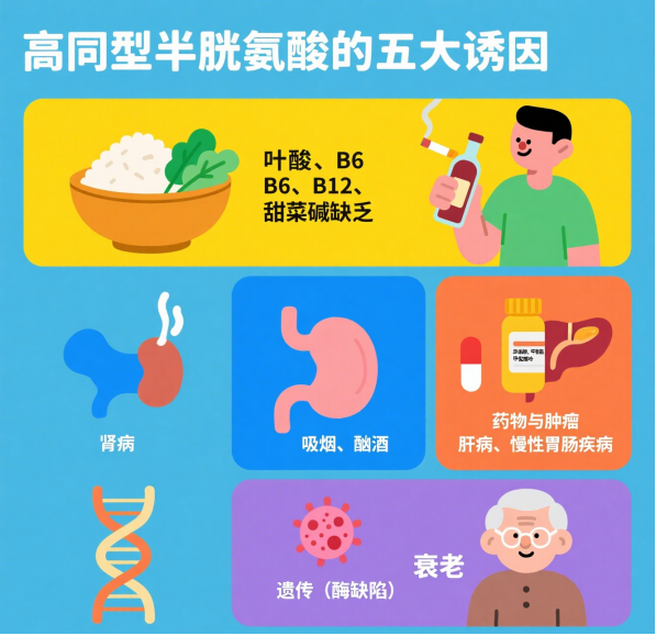 同型半胱氨酸,藏着甲状腺健康信号!